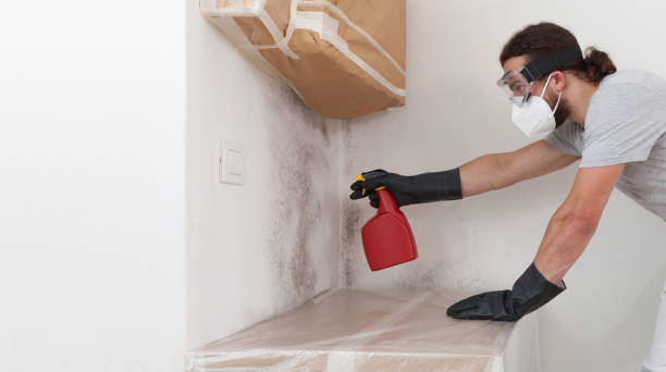 Professional Basement Mold Remediation technician working in Island Park, NY
